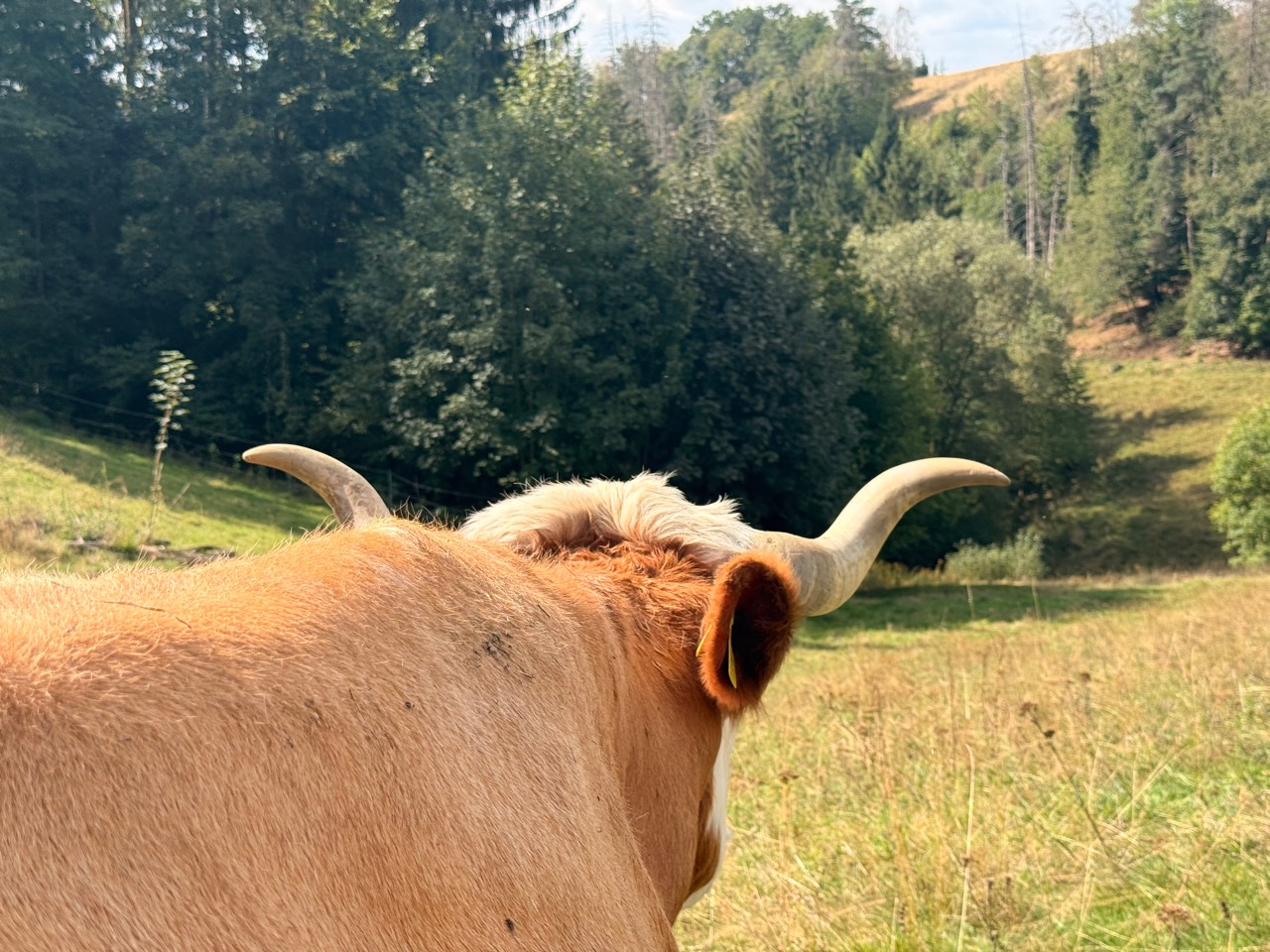 Light-colored cow in a meadow with wooded hills behind it